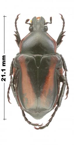 Anochilia laevigata